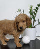 Mini Goldendoodle For Sale Sugarcreek, OH Male- Bear