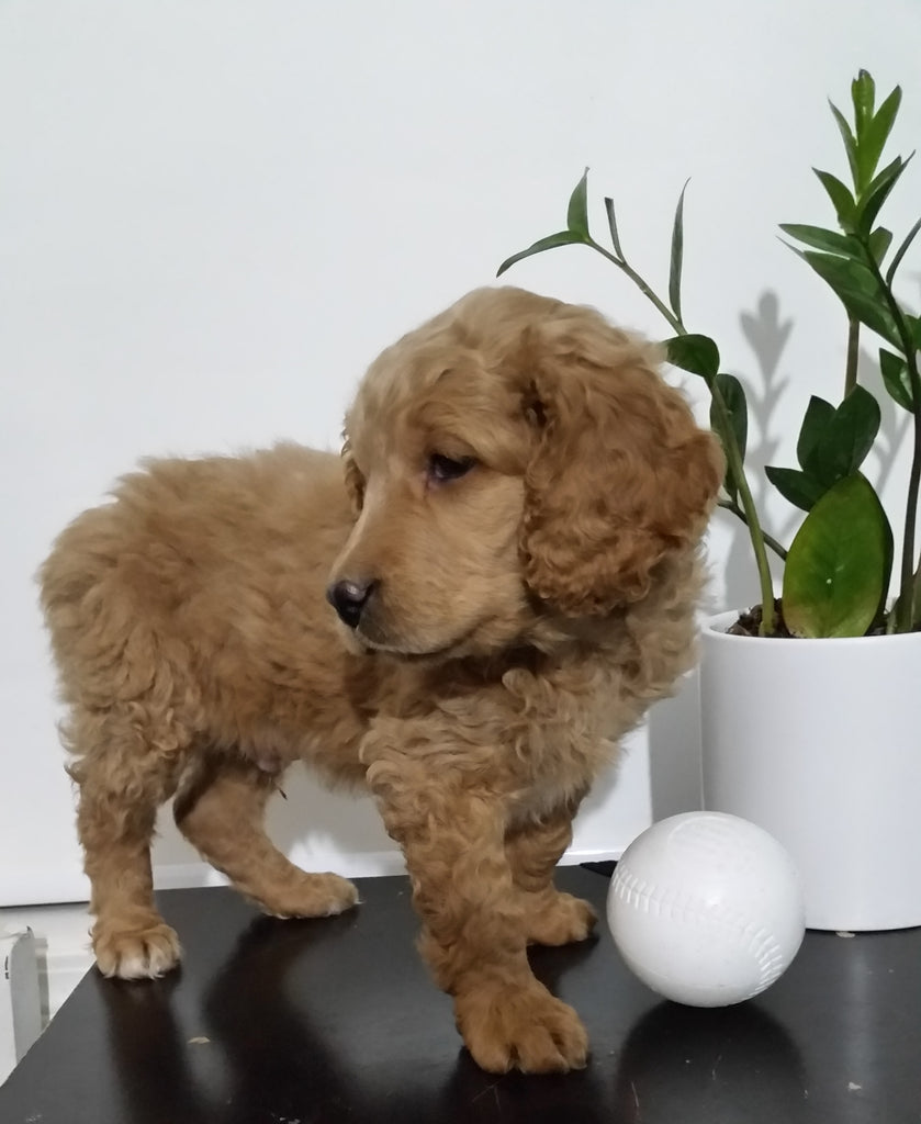 Mini Goldendoodle For Sale Sugarcreek, OH Male Bear AC Puppies LLC