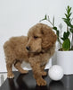 Mini Goldendoodle For Sale Sugarcreek, OH Male- Bear