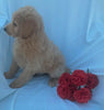 Standard Goldendoodle For Sale Sugarcreek, OH Male- Beau