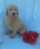 Standard Goldendoodle For Sale Sugarcreek, OH Male- Beau