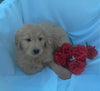 Standard Goldendoodle For Sale Sugarcreek, OH Male- Beau