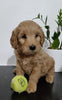 Mini Goldendoodle For Sale Sugarcreek, OH Male- Beau