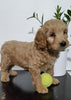 Mini Goldendoodle For Sale Sugarcreek, OH Male- Beau