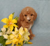 F1B Mini Labradoodle For Sale Millersburg, OH Female Bella