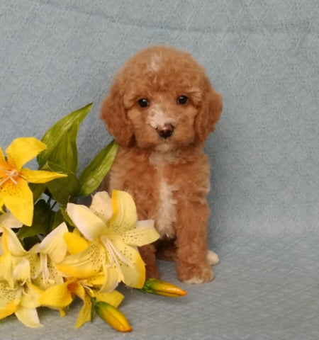F1B Mini Labradoodle For Sale Millersburg, OH Female Bella