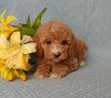 F1B Mini Labradoodle For Sale Millersburg, OH Female Bella