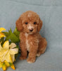 F1B Mini Labradoodle For Sale Millersburg, OH Female Bella