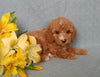 F1B Mini Labradoodle For Sale Millersburg, OH Female Bella