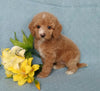 F1B Mini Labradoodle For Sale Millersburg, OH Female Bella
