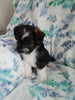 Jack-a-poo For Sale Haven, Kansas Female- Bella Jean