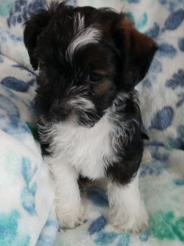 Jack-a-poo For Sale Haven, Kansas Female- Bella Jean
