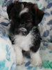Jack-a-poo For Sale Haven, Kansas Female- Bella Jean