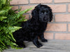 Mini Labradoodle For Sale Millersburg, OH Female- Bella