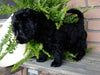 Mini Labradoodle For Sale Millersburg, OH Female- Bella