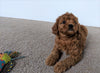 Cavapoo For Sale Millersburg, OH Female- Bella