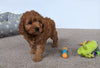 Cavapoo For Sale Millersburg, OH Female- Bella