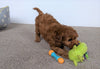Cavapoo For Sale Millersburg, OH Female- Bella
