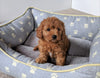 Cavapoo For Sale Millersburg, OH Female- Bella