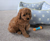 Cavapoo For Sale Millersburg, OH Female- Bella