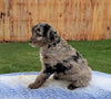 Mini Aussiedoodle For Sale Holmesville, OH Female- Bella