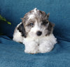 Cockapoo For Sale Millersburg, OH Female- Petunia