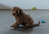 Cavapoo For Sale Millersburg, OH Female- Bella
