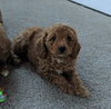 Cavapoo For Sale Millersburg, OH Female- Bella