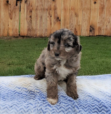 Mini Aussiedoodle For Sale Holmesville, OH Female- Bella