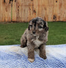 Mini Aussiedoodle For Sale Holmesville, OH Female- Bella