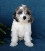 Cockapoo For Sale Millersburg, OH Female- Petunia