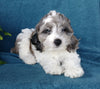 Cockapoo For Sale Millersburg, OH Female- Petunia
