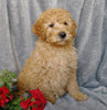 Medium F1B Labradoodle For Sale Millersburg, OH Female- Belle