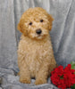 Medium F1B Labradoodle For Sale Millersburg, OH Female- Belle