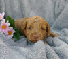 F1B Medium Labradoodle For Sale Millersburg, OH Female- Belle