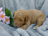 F1B Medium Labradoodle For Sale Millersburg, OH Female- Belle