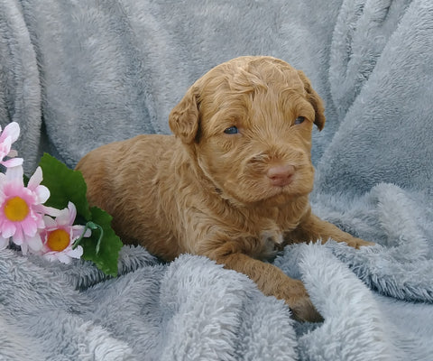 F1B Medium Labradoodle For Sale Millersburg, OH Female- Belle