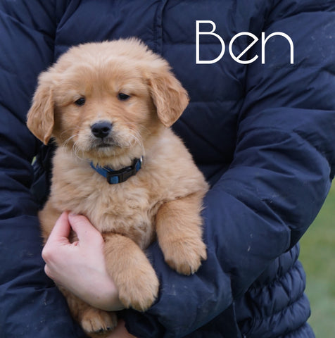 AKC Registered Golden Retriever For Sale Fredericksburg, OH Male- Ben