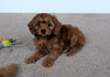 Cavapoo For Sale Millersburg, OH Female- Bailey