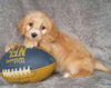 Mini Labradoodle For Sale Millersburg, OH Male- Benji