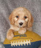 Mini Labradoodle For Sale Millersburg, OH Male- Benji