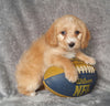 Mini Labradoodle For Sale Millersburg, OH Male- Benji