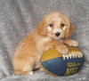 Mini Labradoodle For Sale Millersburg, OH Male- Benji