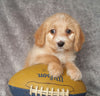 Mini Labradoodle For Sale Millersburg, OH Male- Benji
