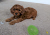 Cavapoo For Sale Millersburg, OH Female- Bailey
