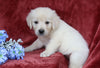 AKC Registered English Cream Golden Retriever For Sale Fredericksburg, OH Male-Benjie