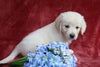 AKC Registered English Cream Golden Retriever For Sale Fredericksburg, OH Male-Benjie