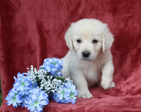 AKC Registered English Cream Golden Retriever For Sale Fredericksburg, OH Male-Benjie