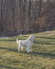 AKC Registered English Cream Golden Retriever For Sale Fredericksburg, OH Male- Teddy