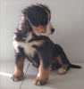 Bernese Mountain Dog For Sale Wooster, OH Female- Lily